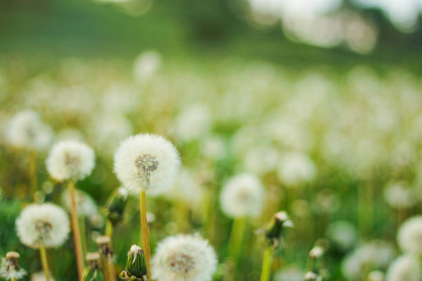 istock Spring background with light transparent flowers dandelions 1312790750
