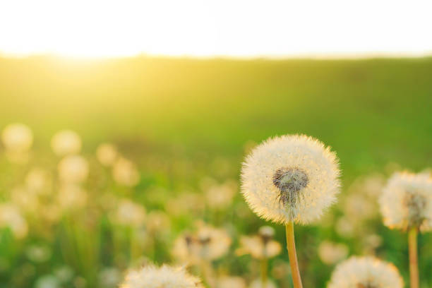 istock Spring background with light transparent flowers dandelions 1312790777