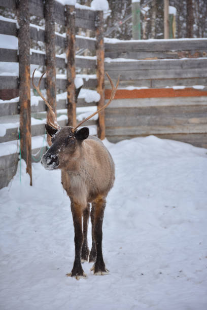 istock dark reindeer with antlers in winter close-up 1312791011