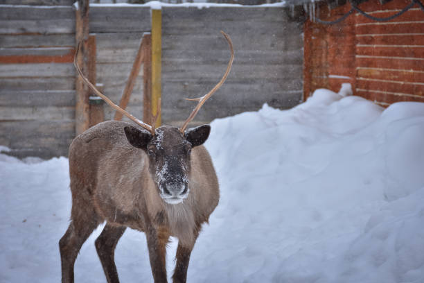 istock dark reindeer with antlers in winter close-up 1312791049