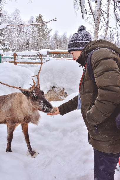 istock a man feeding a dark reindeer with branched antlers in winter 1312791052