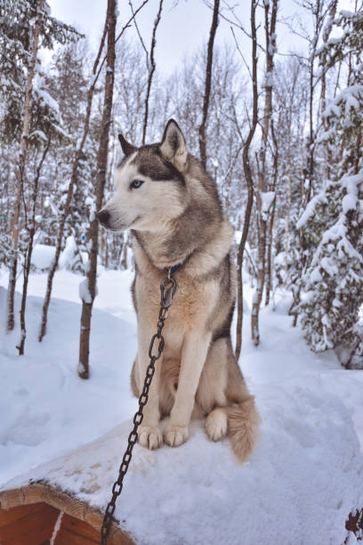 istock Husky sits on a booth with a chain in a snowy forest 1312791778