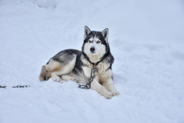 istock husky lying in the snow 1312791805