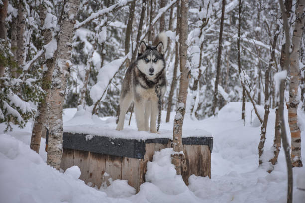 istock Husky stands at the booth with a chain in a snowy forest 1312791907