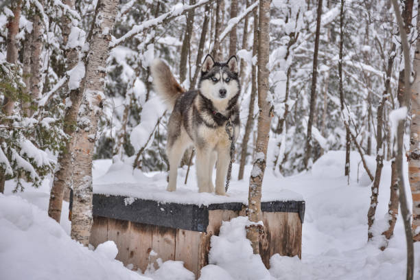 istock Husky stands at the booth with a chain in a snowy forest 1312791917