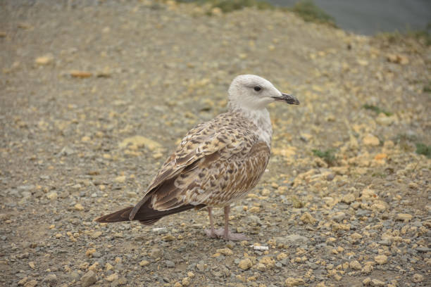 istock seagull standing by the sea on a cliff 1312791994