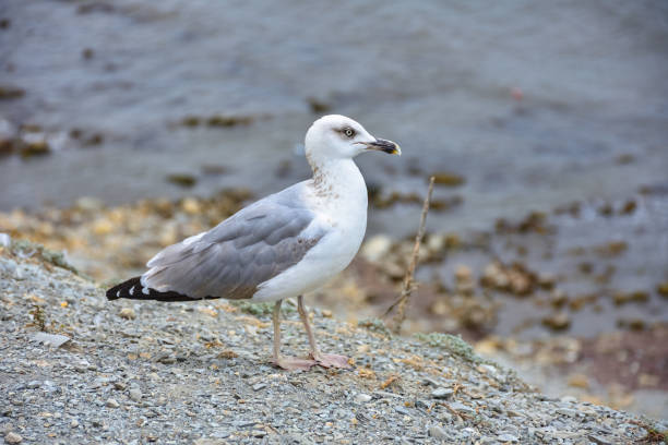 istock seagull standing by the sea on a cliff 1312792028