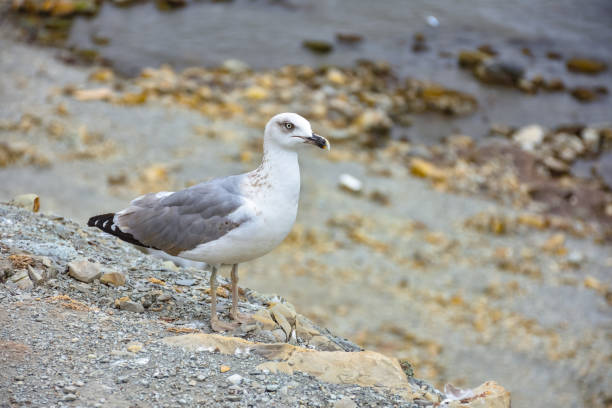 istock seagull standing by the sea on a cliff 1312792091