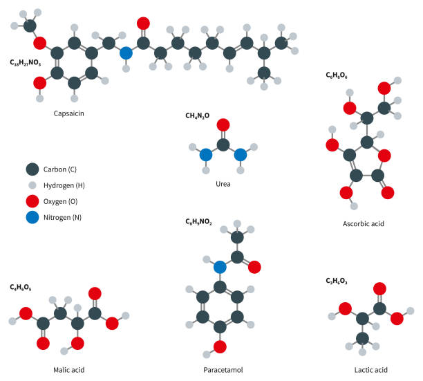 Common Molecules Set Molecular Structure Compounds of Capsaicin C18H27NO3, Malic acid C4H6O5, Urea CH4N2O, Paracetamol C8H9NO2, Ascorbic acid C6H8O6, Lactic acid C3H6O3, isolated on white background. lactic acid stock illustrations