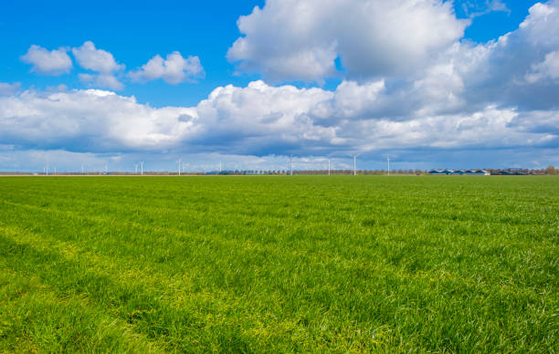 istock Green meadow in a rural area below a blue cloudy sky in sunlight in spring 1312796672