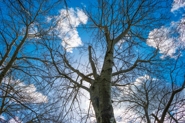 Canopy of deciduous trees below grey white cumulus clouds in a blue sky in bright sunlight in spring, Almere, Flevoland, The Netherlands, April 13, 2021