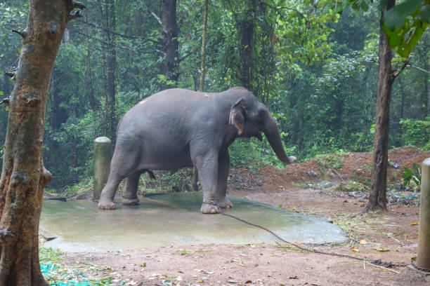 istock Elephant in Abhayaranyam, Kerala 1312798039