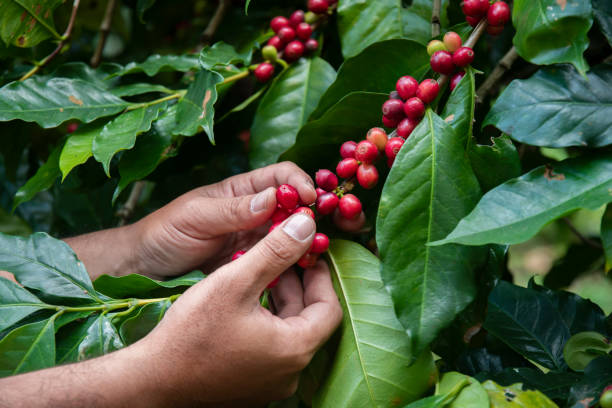 istock Hand farmer picking coffee bean in coffee process agriculture background, Coffee farmer picking ripe cherry beans, Fresh coffee bean in basket, Close up of red berries coffee beans. 1312798243