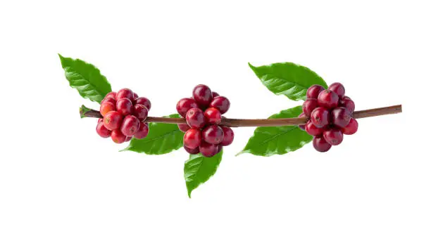 Photo of Red coffee beans on a branch of the coffee tree, ripe and unripe berries isolated on white background, Red coffee beans on a branch of harvest the coffee tree, ripe berry fruit on white background.