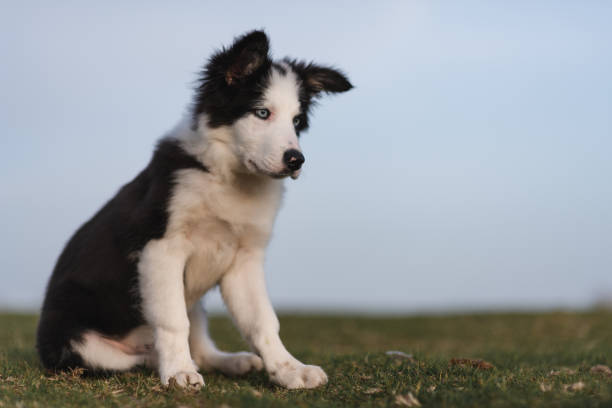 Border Collie sheep dog puppy 8 weeks old on a farm in South Wales