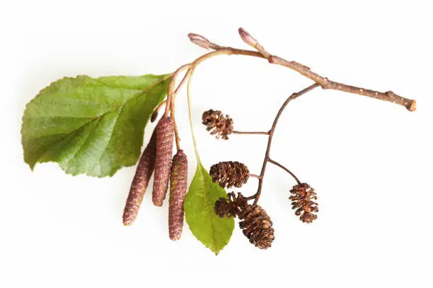 A branch of alder leaves, catkins and cones and  green cones. Branch of Alnus glutinosa, the common alder, black alder in spring.