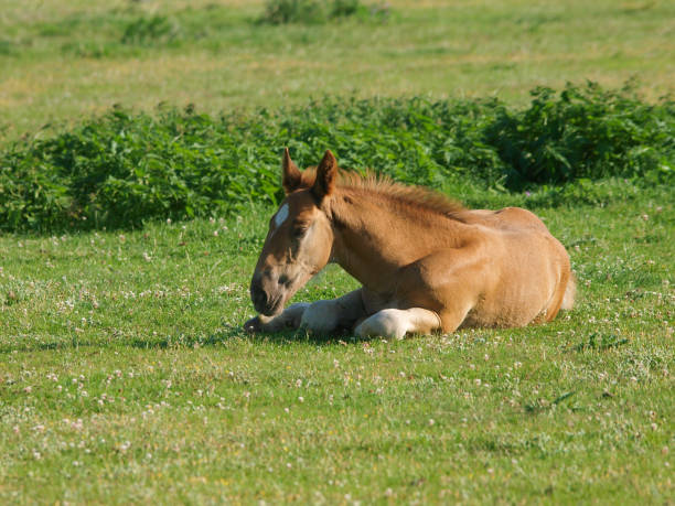 istock Rare Breed Foal Laying Down 1312798658