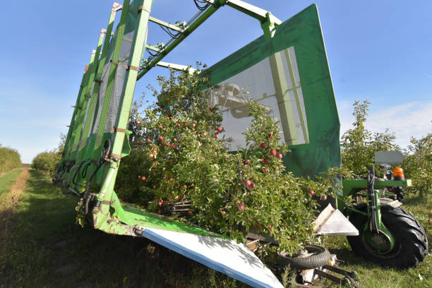 istock modern apple harvest with a harvesting machine on a plantation with fruit trees 1312798748