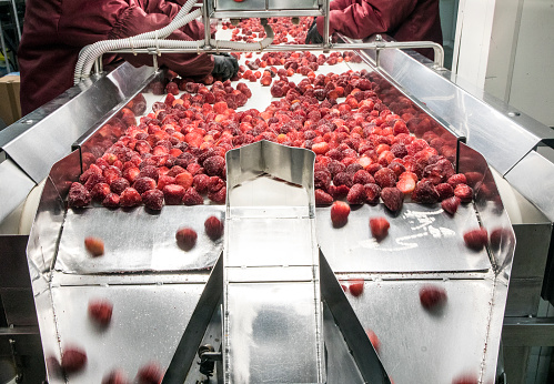 Frozen raspberry processing business