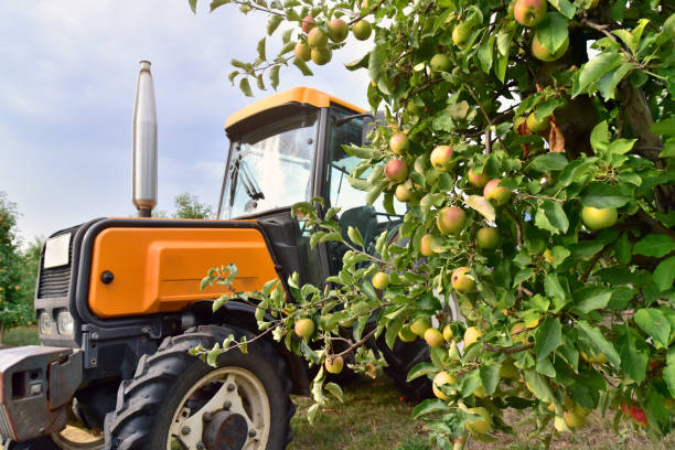modern apple harvest with a harvesting machine on a plantation with fruit trees