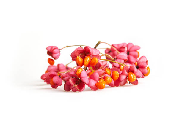 Euonymus europaeus, known as spindle isolated on a white background. It is a deciduous shrub of the Celastraceae family. The berries are poisonous.