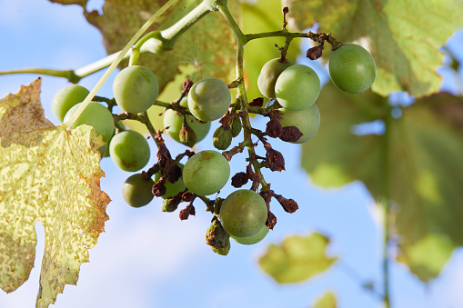 Plant disease Peronospora (Plasmopara viticola) also known as grape downy mildew. Bunches of grapes affected by powdery mildew or oidium disease.