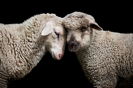 Two white baby sheep cuddling with heads together. Side view of loving lambs, isolated on black, closeup.