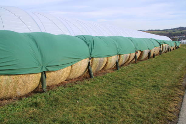 istock Hay bales are protected from rain with a tarpaulin 1312804255
