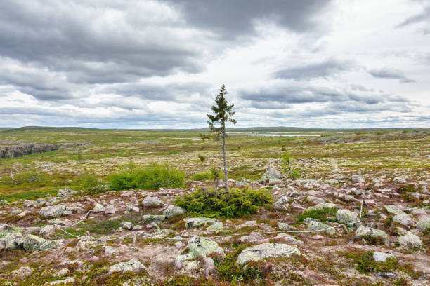 istock View at a single spruce tree in a wild landscape 1312804306