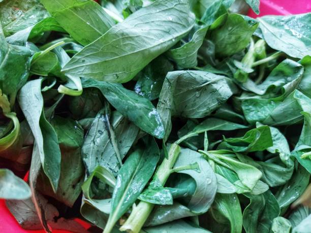 istock Gonda leaves 1312804339
