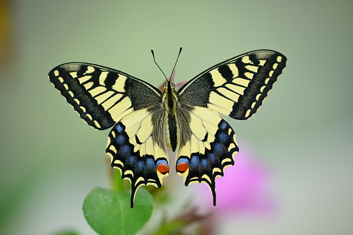 Close up of swallawtail butterfly perched on flowers and sucking nectar