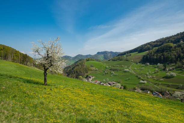istock Blooming cherry tree in early spring on meadow on a background of blue sky 1312805964