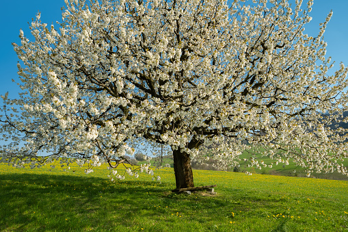 Spring inspiration. Blooming cherry tree in early spring on meadow on a background of blue sky. Bright spring day