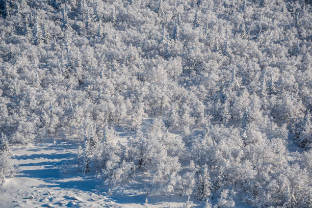 istock Coniferous trees sprinkle with snow. View from height of white frozen forest 1312806517