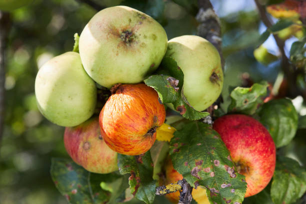 jabłoń owoce i liście zakażone alternaria mali desease. - apple rotting fruit apple tree zdjęcia i obrazy z banku zdjęć