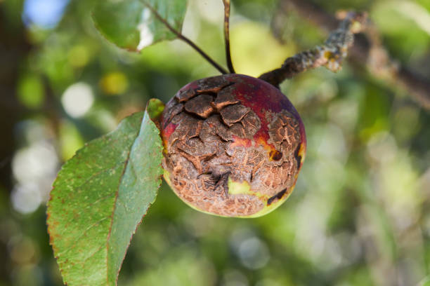 owoce zainfekowane przez apple parch venturia inaequalis - apple rotting fruit apple tree zdjęcia i obrazy z banku zdjęć