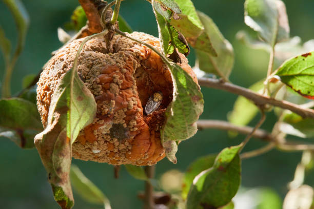 mucha jest sittig w zgniłe jabłko, które rośnie w drzewie. - apple rotting fruit apple tree zdjęcia i obrazy z banku zdjęć