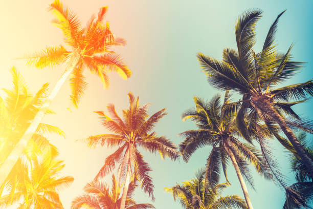istock Tropical palm tree with sun light on sunset sky and cloud abstract background. 1312811363