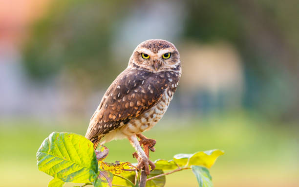 Owl on a branch An owl with a penetrating and alert gaze. Its sharp claws grip firmly onto a thin branch of a young tree. Beautiful portrait of a bird in its natural environment. burrowing owl stock pictures, royalty-free photos & images