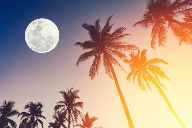 istock Tropical night. Full moon and palm tree abstract background. Copy space of nature environment and travel adventure concept. 1312811373