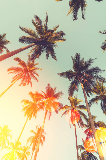 istock Tropical palm tree with sun light on sunset sky and cloud with colorful bokeh abstract background. 1312811374
