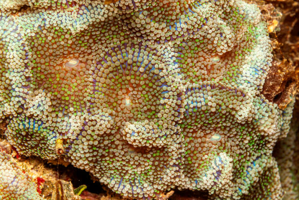 istock Corallimorpharia underwater off Bonaire 1312811895