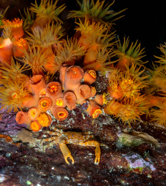 Caribbean coral garden