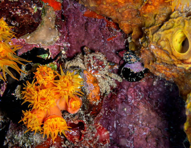 istock Caribbean coral garden 1312812374