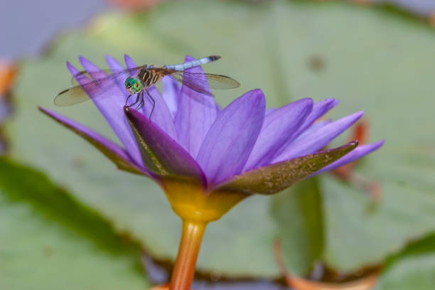 istock Dragonfly in garden 1312812393