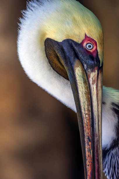 istock brown pelican ,Pelecanus occidentalis,  pelican, Pelecanidae, 1312812414
