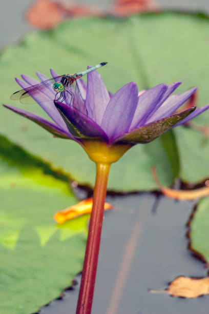 istock Dragonfly in garden 1312812424