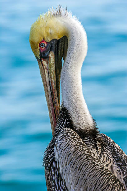 istock brown pelican ,Pelecanus occidentalis,  pelican, Pelecanidae, 1312812434