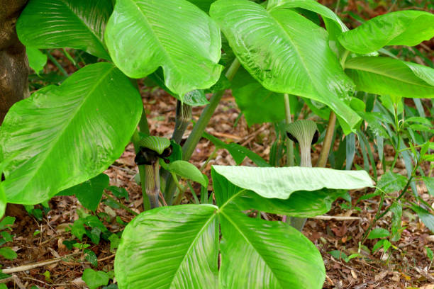istock Arisaema ringens / Copra Lilly: Flower and Fruit 1312815115
