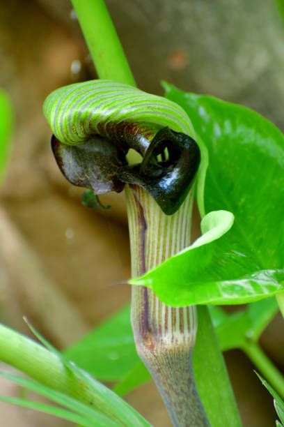 istock Arisaema ringens / Copra Lilly: Flower and Fruit 1312815175